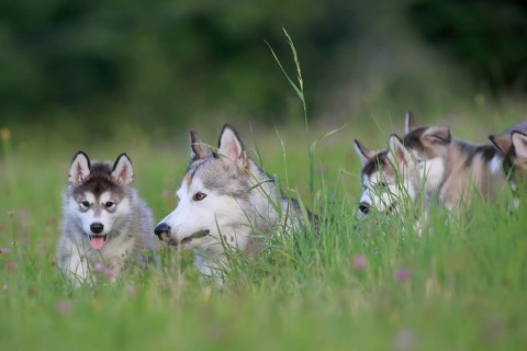 Alaskan Malamute puppies and dam in the grass
