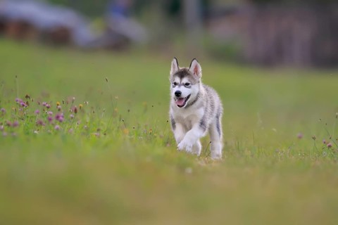 Alaskan Malamute puppy walks across a meadow