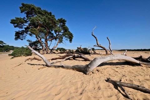 Pine and deadwood in dune landscape De Pollen