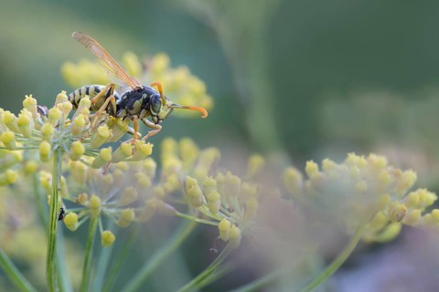 European paper wasp