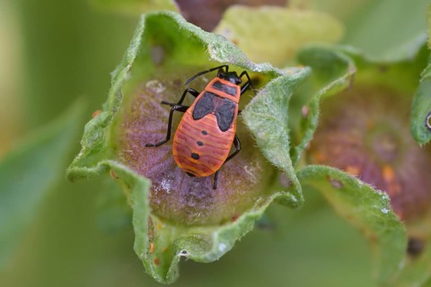 Firebug
