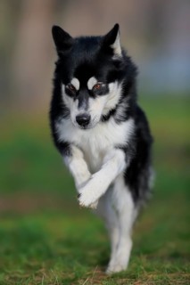 Alaskan Malamute male