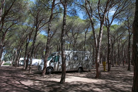Motorhome between pine trees