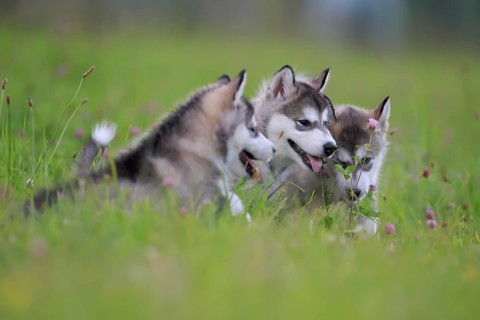 Alaskan Malamute puppies lying in the grass
