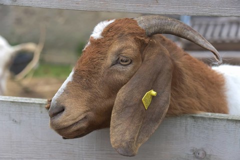 Boer goat