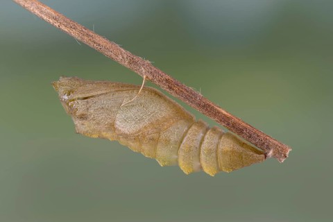 Swallowtail