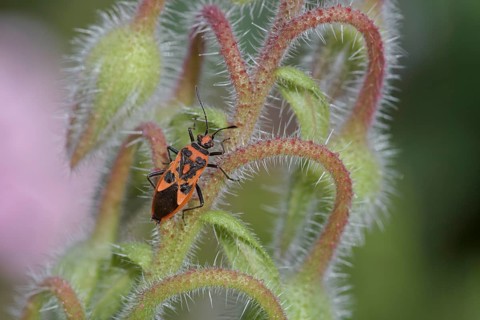 Corizus hyoscyami
