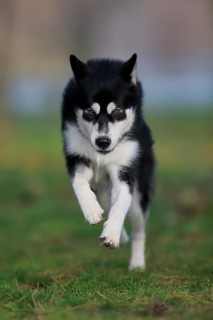Alaskan Malamute male