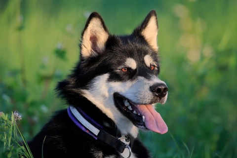 Alaskan Malamute Portrait