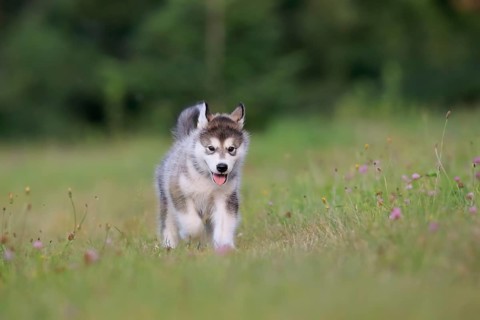 Alaskan Malamute puppy in a meadow