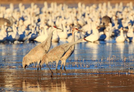 Canada cranes standing in the water
