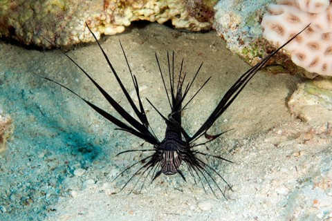 Black Red Lionfish