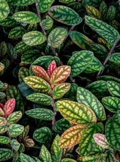 Green and purple patterned leaves