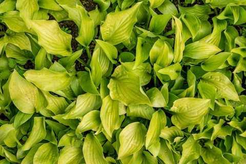 Autumn leaves of a hosta