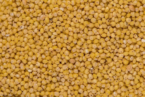 Golden Millet