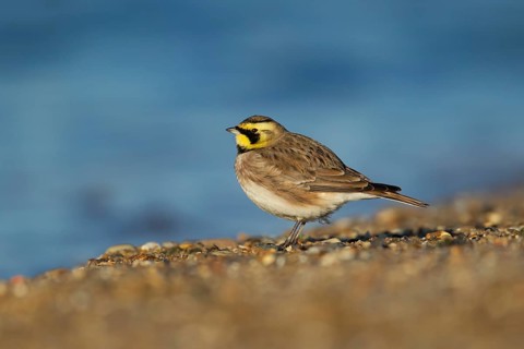 Shorelark or Horned lark