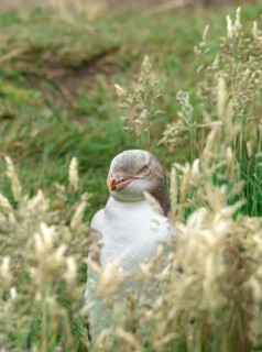 Yellow-eyed penguin