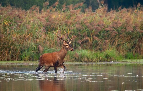 Red deer