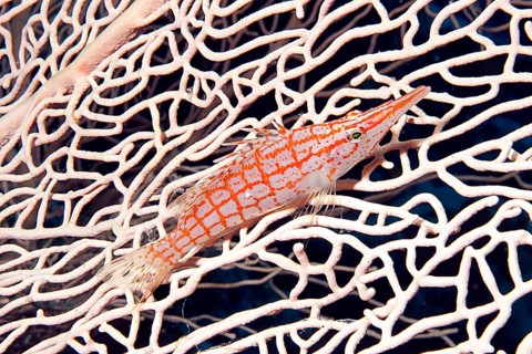 Longnose hawkfish