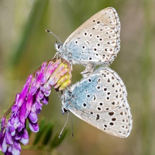 Gossamer winged butterflies