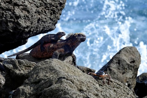Marine iguanas