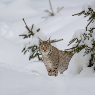 Eurasian lynx