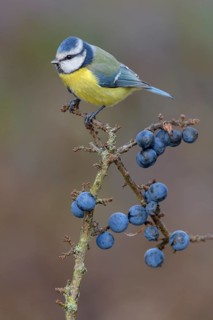 Blue tit