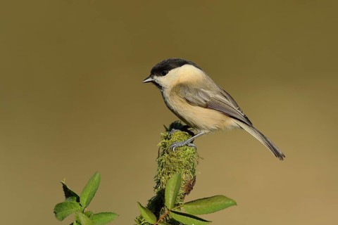 Willow tit