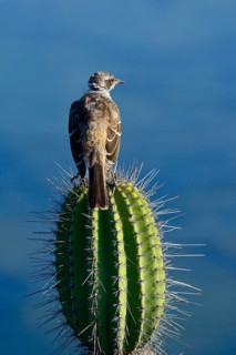 Galapagos mockingbird