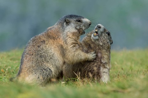 Marmots