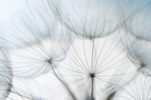 Filigree fruit stalks of a composite