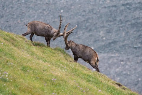 Fighting alpine ibex
