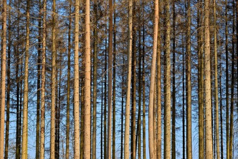 Coniferous forest