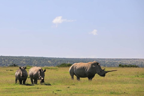 White rhinoceroses