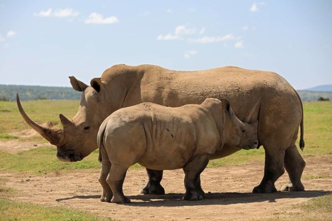 White rhinoceros