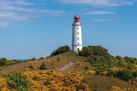 Lighthouse Dornbusch with blooming broom