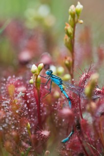 Azure damselfly