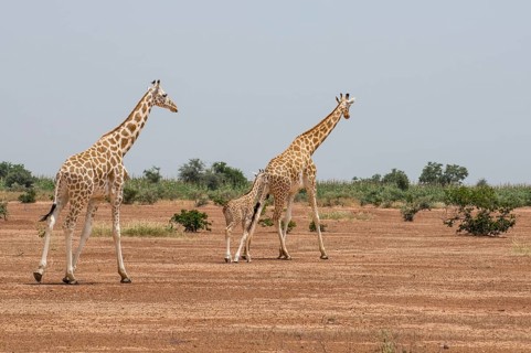 West African giraffes