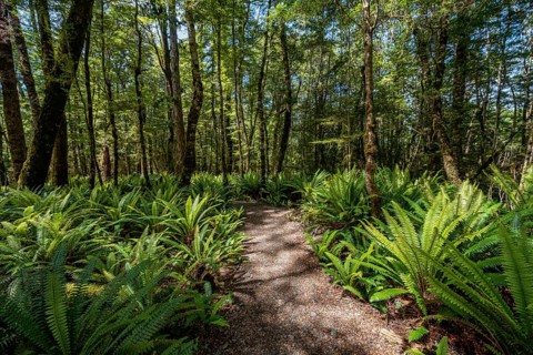 Hiking trail through forest with ferns