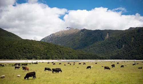 Pasture with cows and sheep in front of mountains