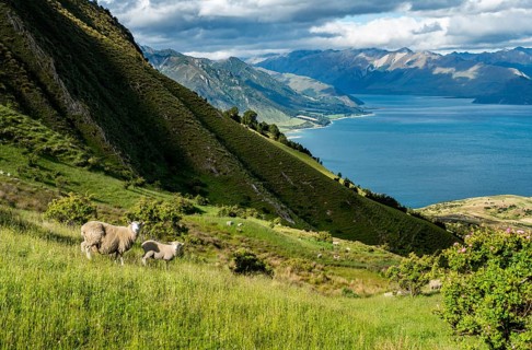 Sheep in a meadow