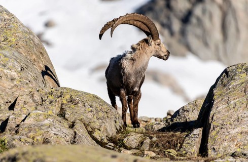 Alpine Ibex