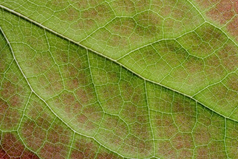 Barrenwort