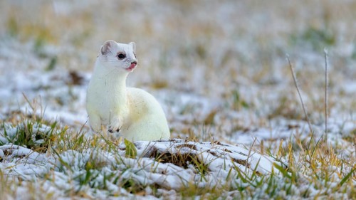 Stoat