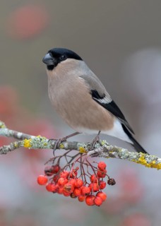 Eurasian bullfinch