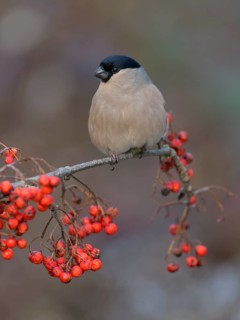 Eurasian bullfinch