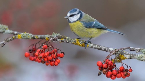 Blue tit