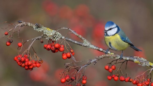 Blue tit