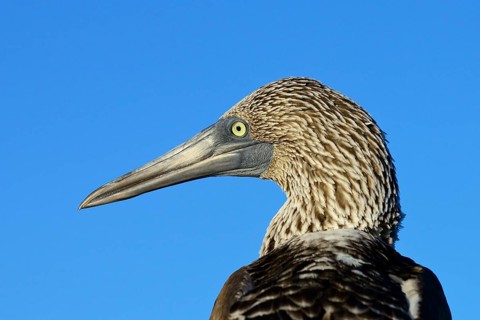 Blue-footed booby