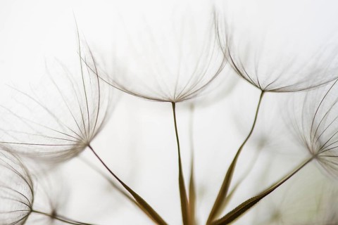 Filigree fruit stalks of a composite